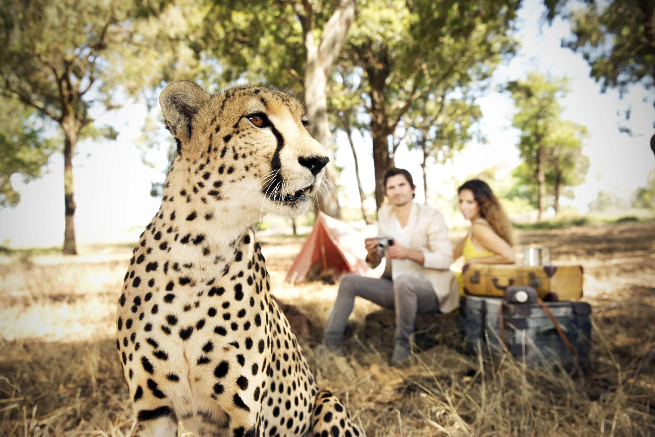 Im Vordergrund sitzt ein Gepard, im Hintergrund sitzen ein Mann und eine Frau auf einer Picknickdecke. Sie befinden sich in einem Waldgebiet mit Gras und Bäumen. Das Paar scheint sich zu entspannen und ein Picknick zu machen, während der Gepard wachsam wirkt. © Fotografie Tomas Rodriguez