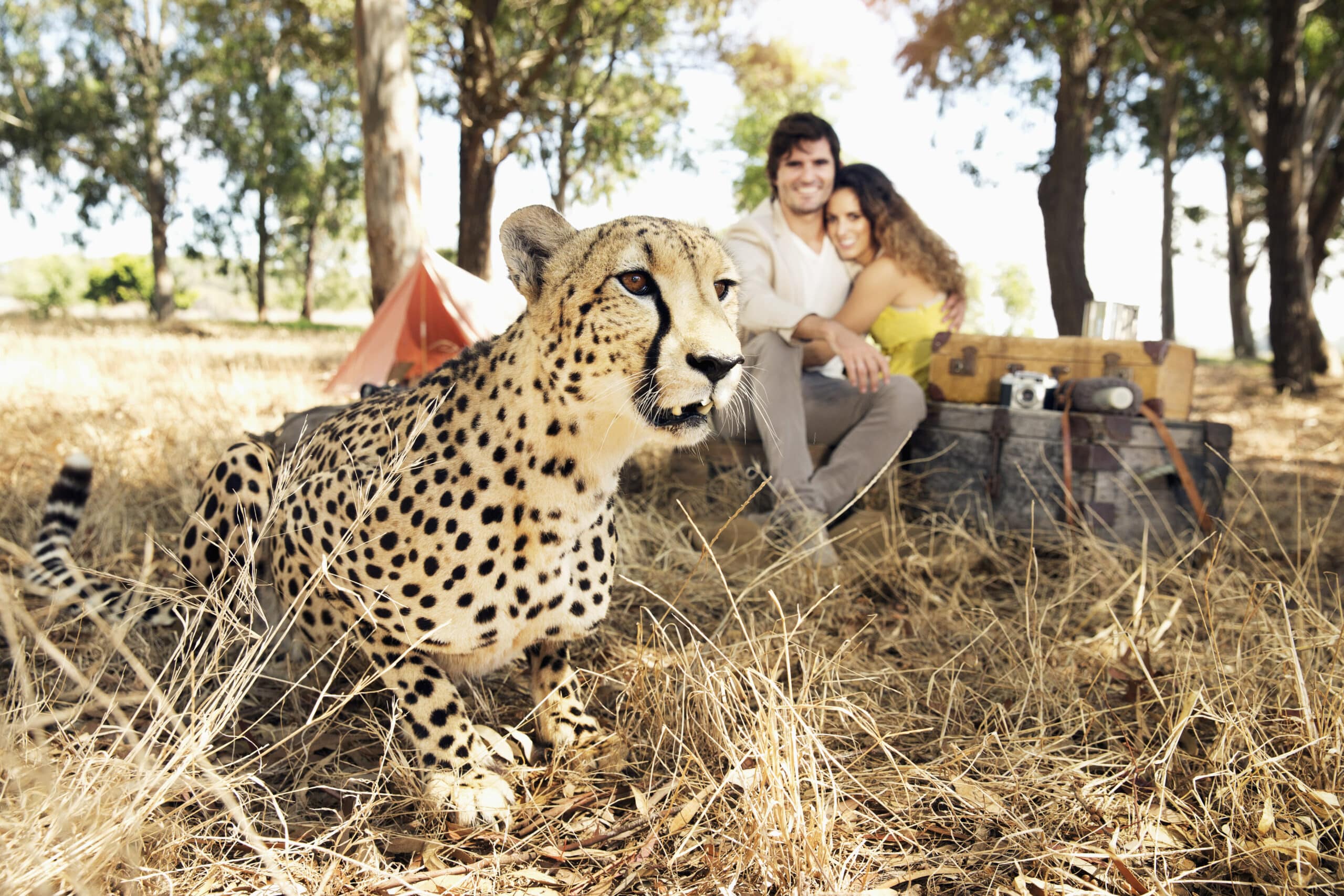 Im Vordergrund steht ein Gepard auf trockenem Gras in einem Waldstück. Im Hintergrund sitzt ein lächelndes Paar mit Campingausrüstung, darunter ein rotes Zelt und eine Vintage-Kamera, auf einer Decke und genießt ein Outdoor-Abenteuer. © Fotografie Tomas Rodriguez