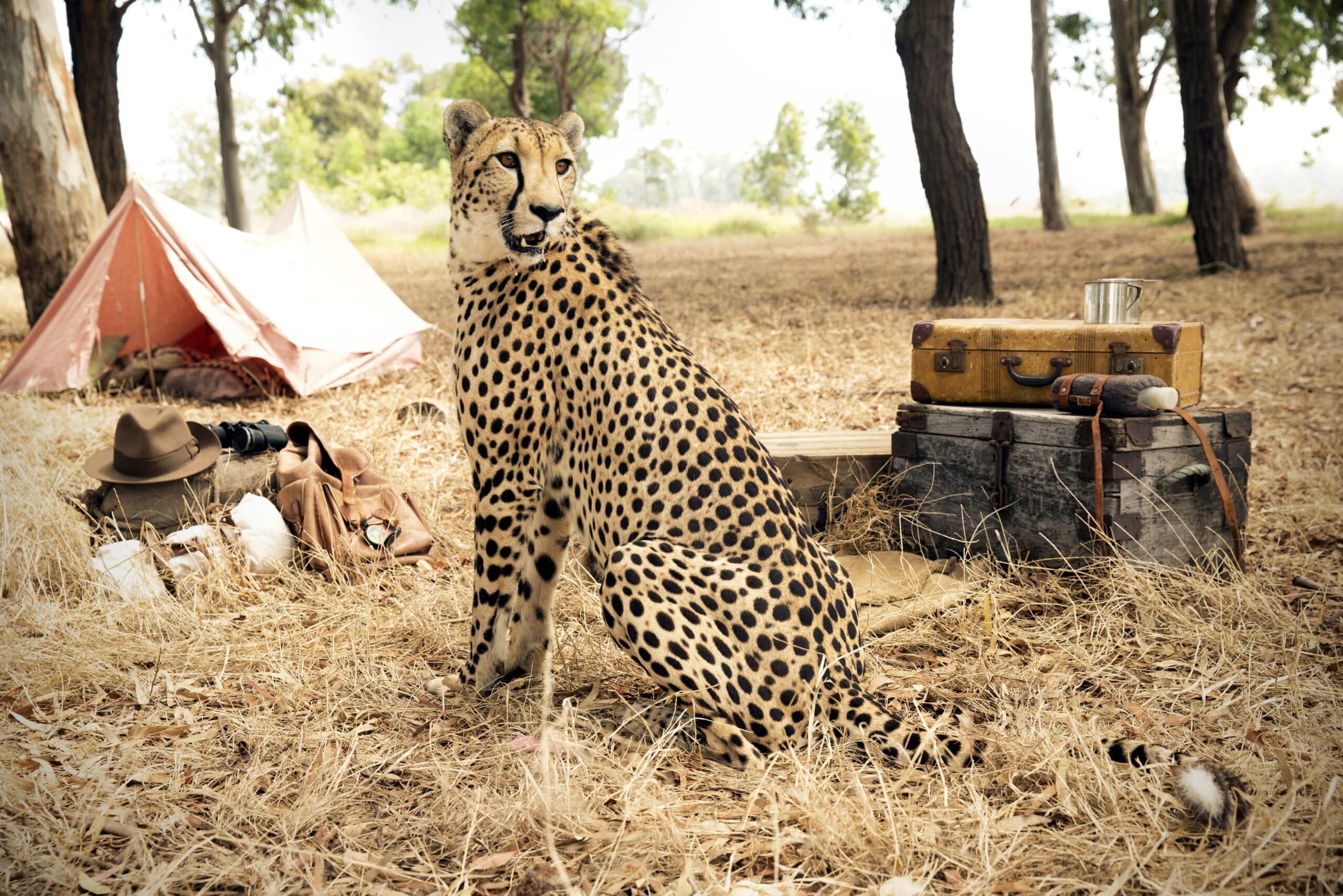 Ein Gepard sitzt auf trockenem Gras in einem Waldstück in der Nähe eines Campingplatzes mit einem rosa Zelt, verwitterten Holzstämmen, einem Koffer und verschiedenen Campingartikeln, darunter einem Hut und einer Wasserflasche. Die Szene ist ruhig und sonnenbeschienen und lässt auf ein Abenteuer im Freien schließen. © Fotografie Tomas Rodriguez