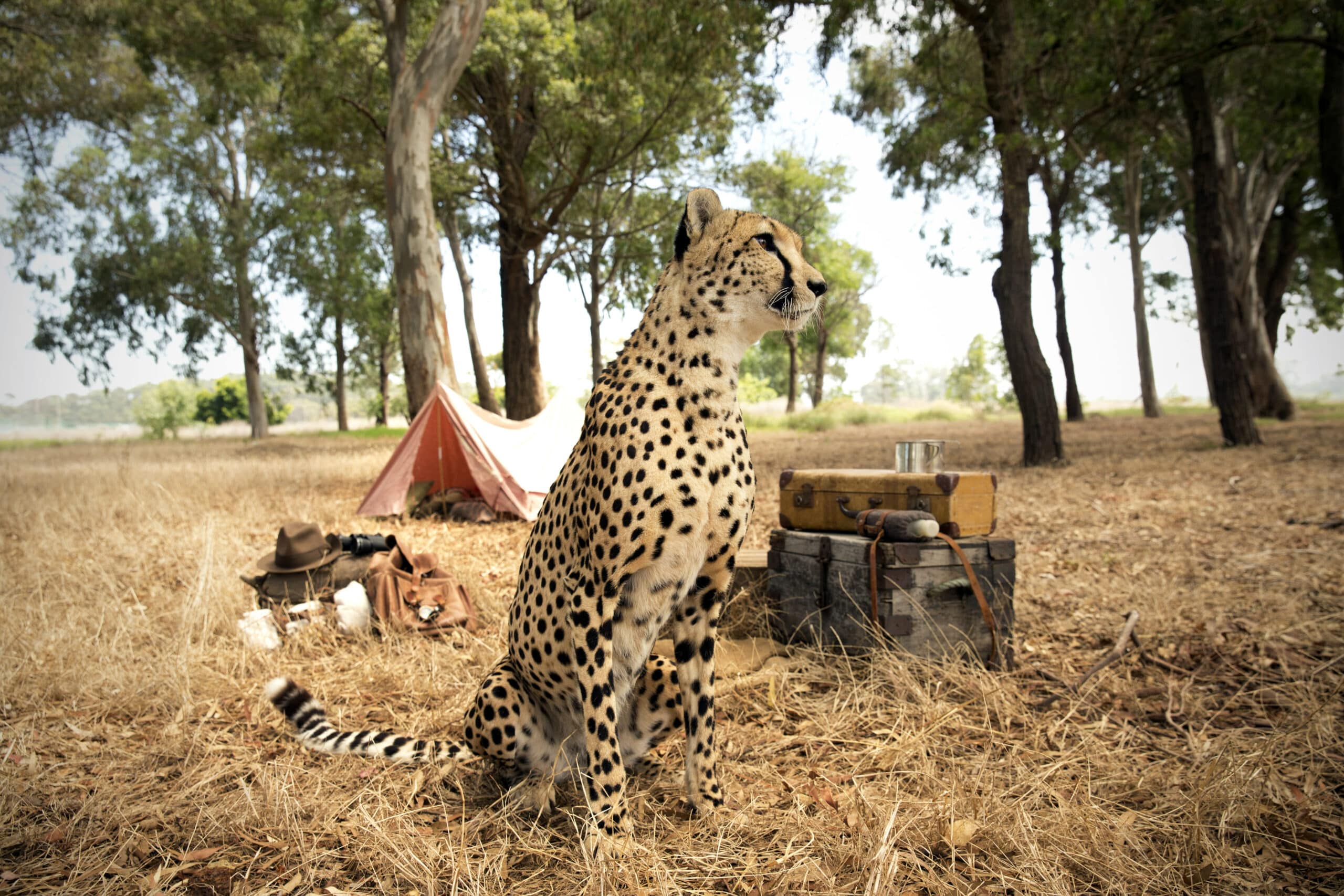 Ein Gepard sitzt auf trockenem Gras auf einer Waldlichtung in der Nähe eines Campingplatzes. Hinter dem Geparden befinden sich ein kleines Zelt, ein paar Hüte, einige Taschen und ein Koffer neben einem Kochtopf und einem Kessel. Hohe Bäume umgeben die ruhige Szene unter einem blauen Himmel. © Fotografie Tomas Rodriguez