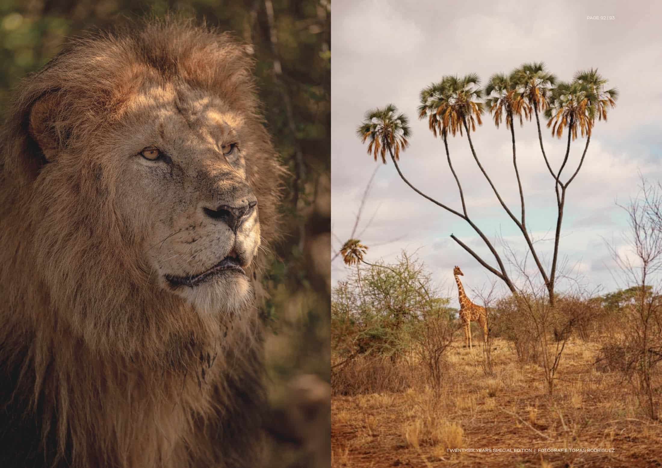 Geteiltes Bild: Die linke Seite zeigt eine Nahaufnahme eines majestätischen Löwen mit dichter Mähne, der in die Ferne blickt. Die rechte Seite zeigt eine Savannenszene mit hohen Palmen, verstreuten Sträuchern und einer Giraffe, die unter einem teilweise bewölkten Himmel inmitten der Vegetation steht. © Fotografie Tomas Rodriguez