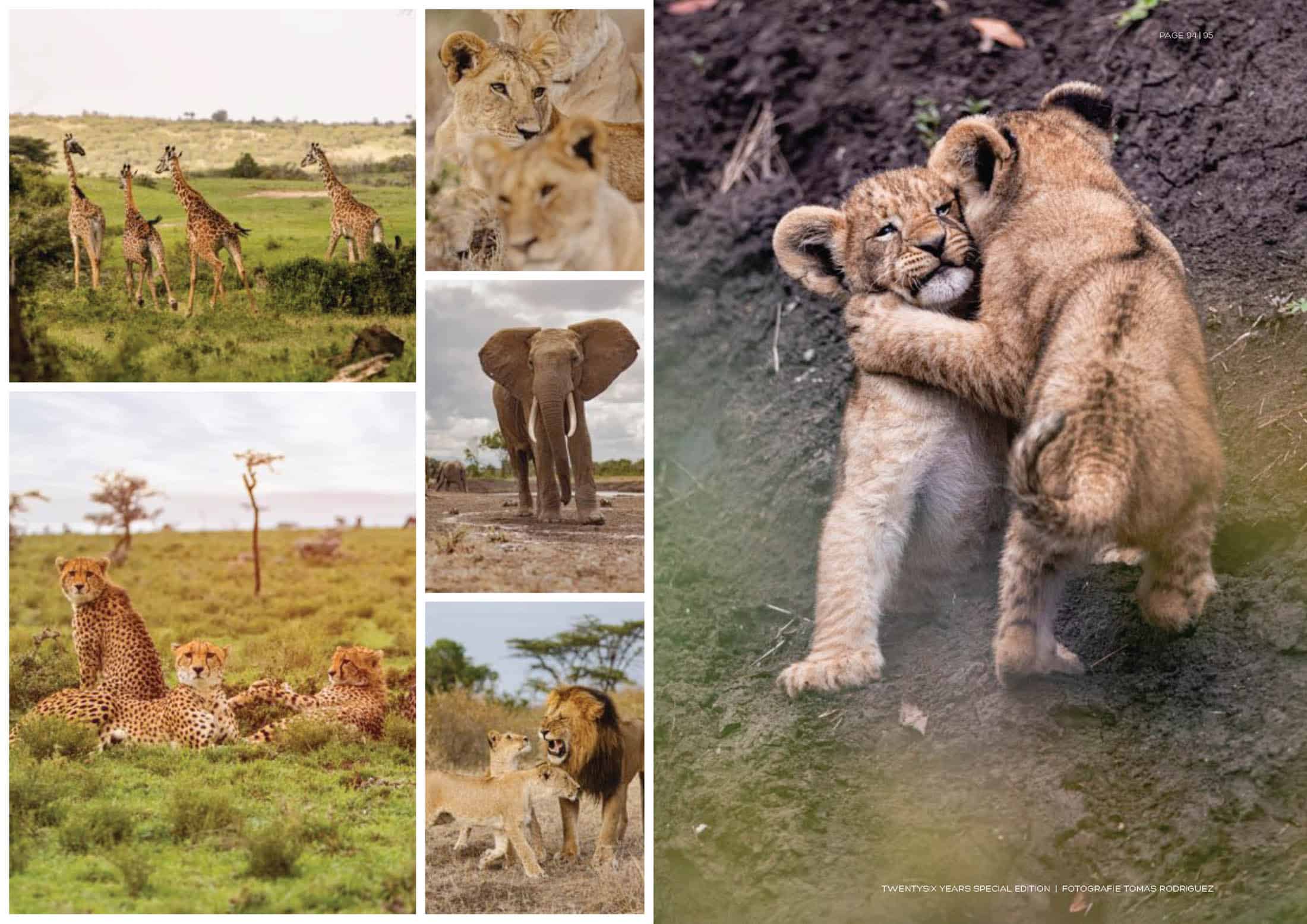 Eine Collage afrikanischer Wildtiere. Links: Sechs Bilder mit Giraffen, Geparden, Löwen und einem Elefanten in grasbewachsenen Landschaften. Rechts: Zwei Löwenjunge, die sich spielerisch auf einem Feldweg umarmen. Alle Bilder zeigen verschiedene Tiere in ihrem natürlichen Lebensraum. © Fotografie Tomas Rodriguez