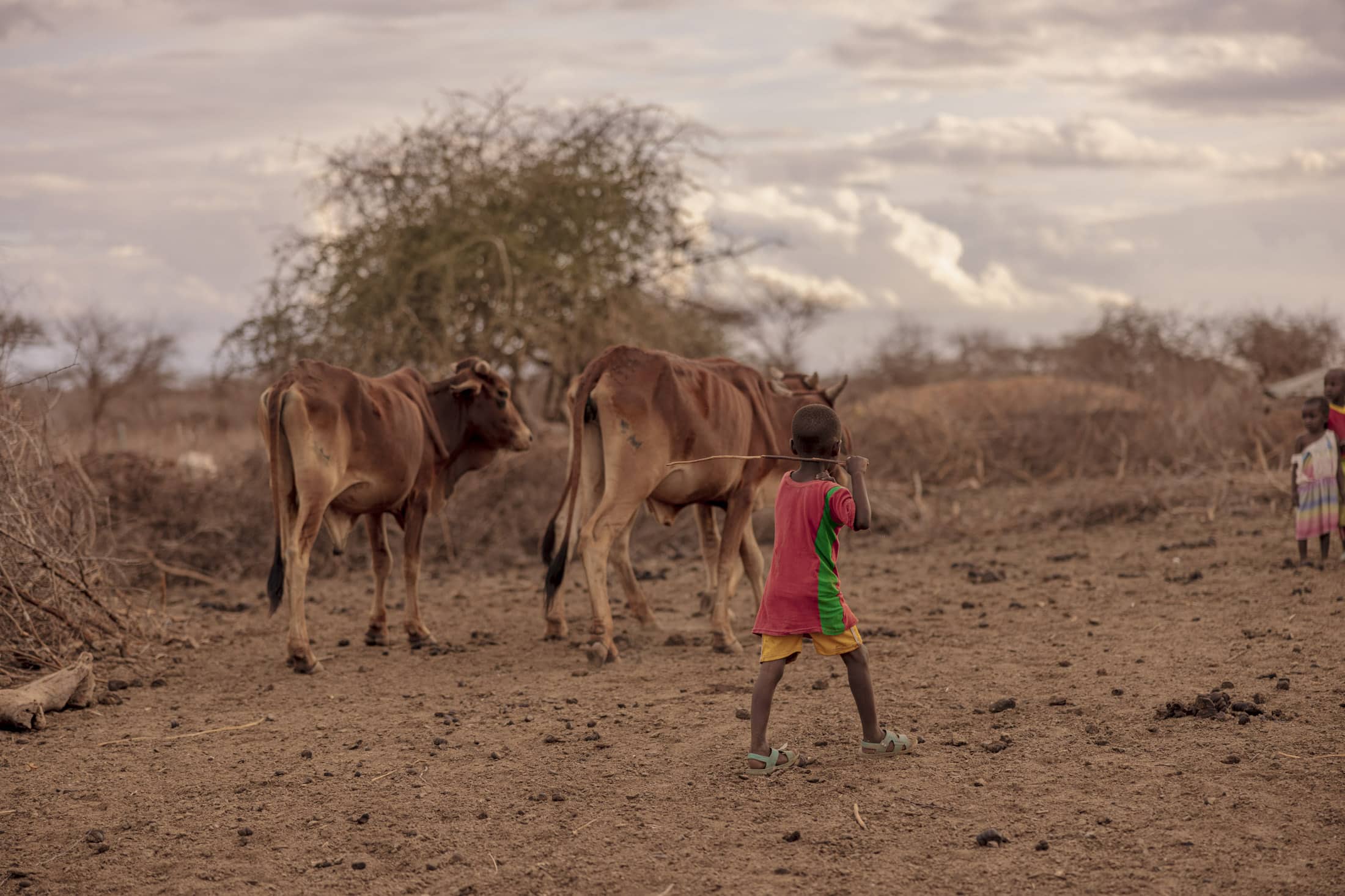 Ein kleines Kind, das ein farbenfrohes rot-grünes Hemd und gelbe Shorts trägt, steht in einer trockenen, staubigen Landschaft und hält einen Stock in der Hand, während es zwei Kühe hütet. Ein weiteres Kind ist im Hintergrund neben einigen blattlosen Büschen unter einem bewölkten Himmel teilweise zu sehen. © Fotografie Tomas Rodriguez