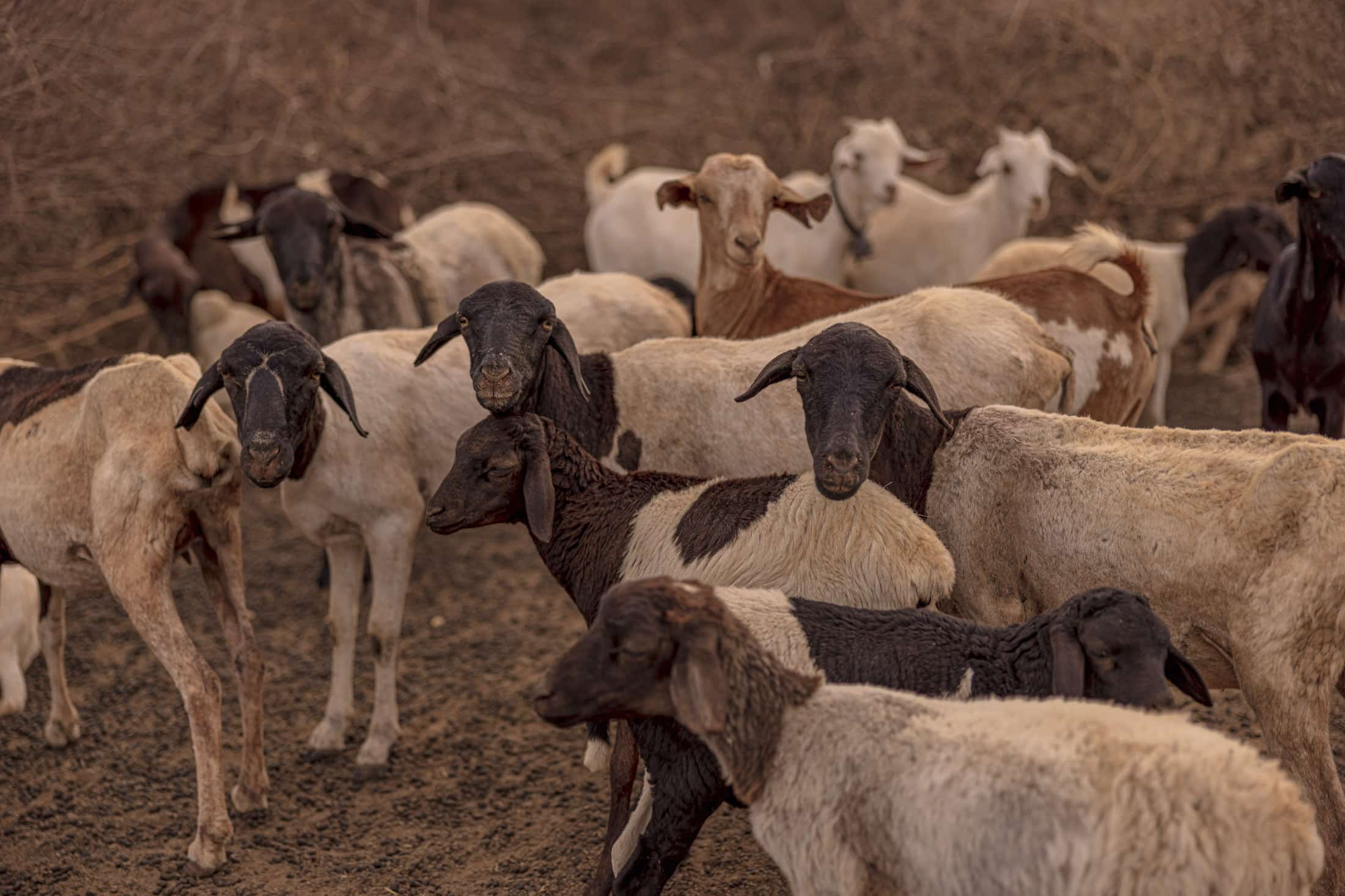 Eine Herde Ziegen mit überwiegend braunem und weißem Fell steht zusammen auf einem Erdboden. Einige Ziegen haben schwarze Markierungen und sie sind von trockenem, kahlem Gebüsch umgeben. Die Ziegen stehen dicht gedrängt und blicken in verschiedene Richtungen. © Fotografie Tomas Rodriguez